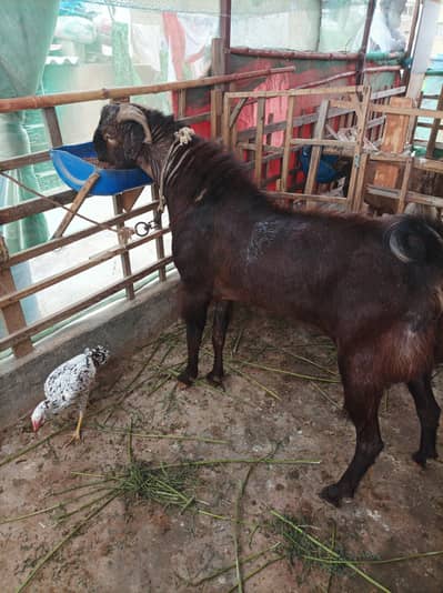 bakra breader fresh 6 daant big height and weight