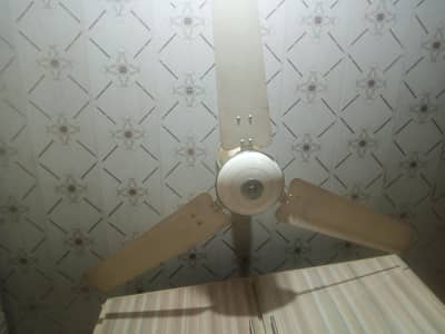 Royal Deluxe Fan