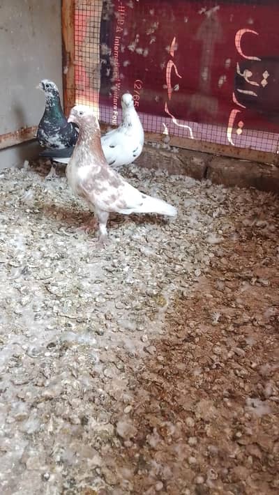 indian khurd nukay Niki nok waly all cage for sale