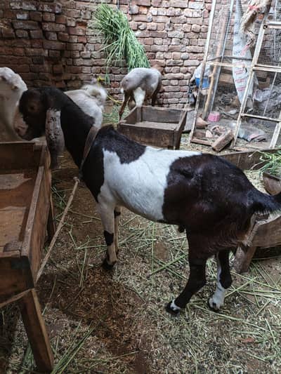 Desi Bakra for sale khasi bakra