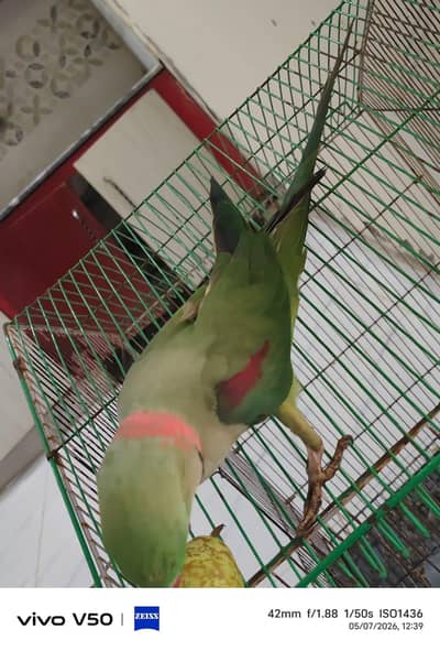 Raw parrot
