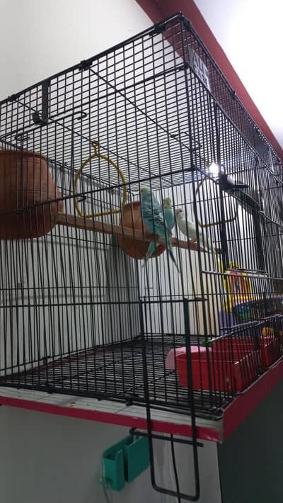 2 Beautiful Pairs of Australian Parrots for Sale with Big Size Cage