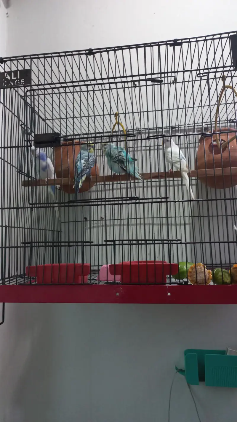 2 Beautiful Pairs of Australian Parrots for Sale with Big Size Cage — photo 2
