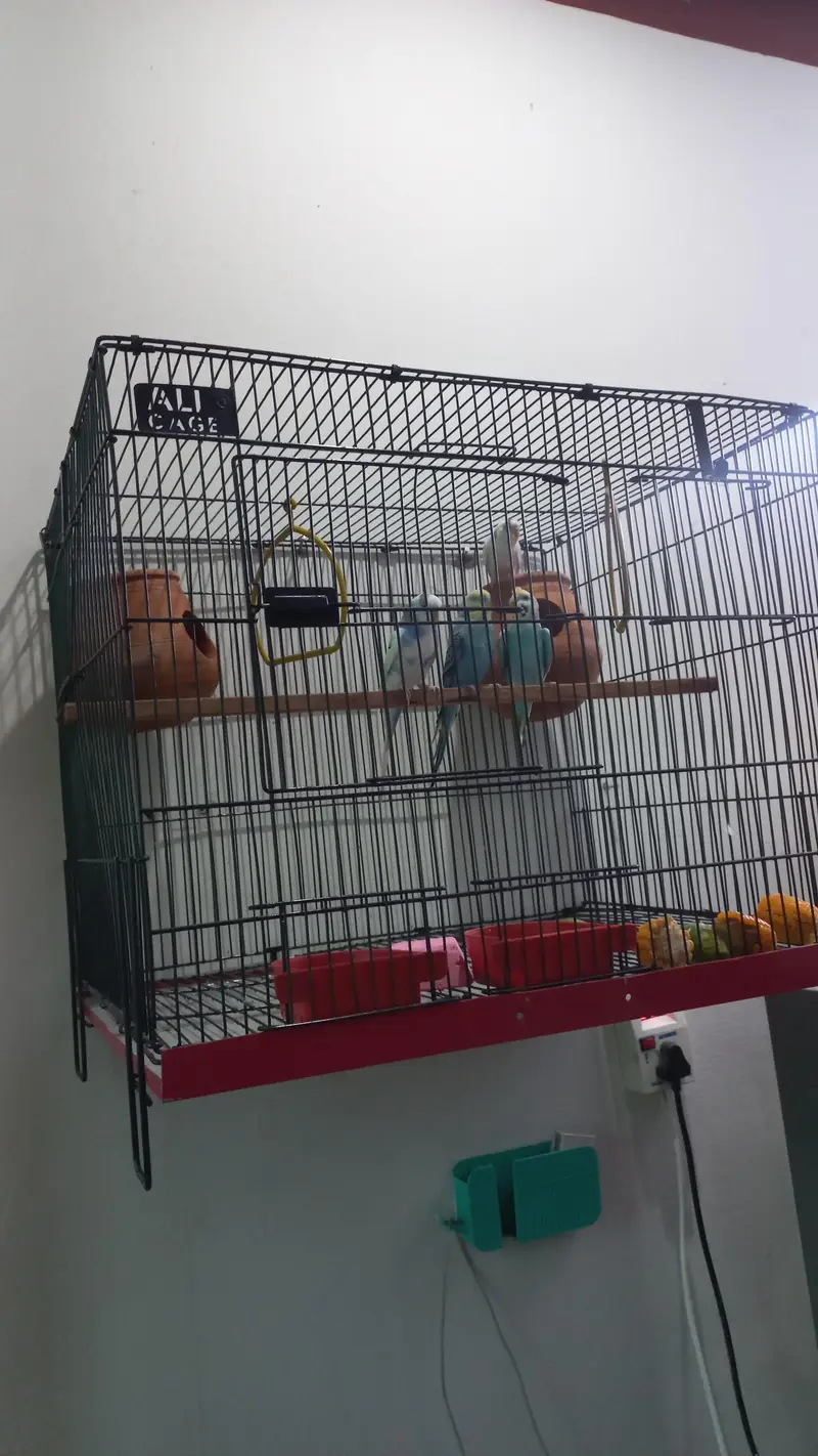 2 Beautiful Pairs of Australian Parrots for Sale with Big Size Cage — photo 3