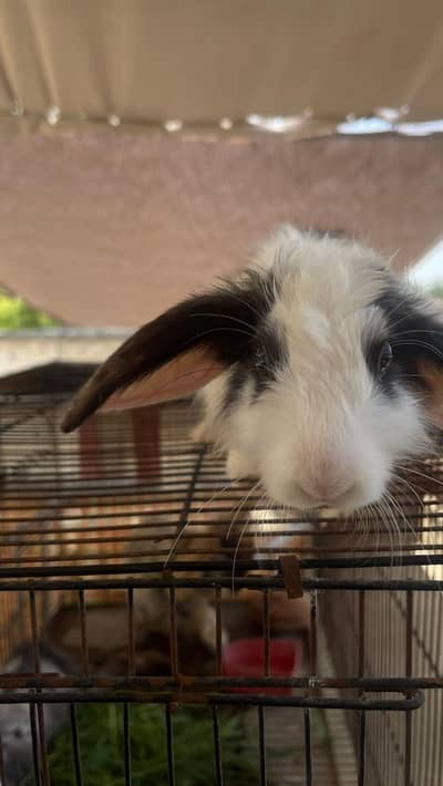 holland loop male bunny for sale