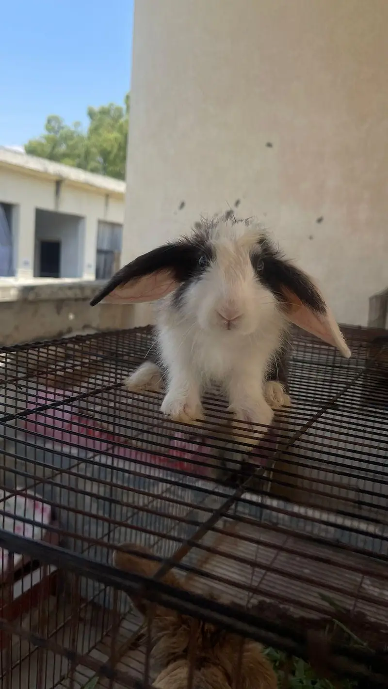 hooland loop male bunny for sale