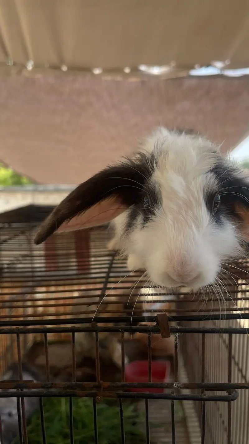 hooland loop male bunny for sale — photo 2