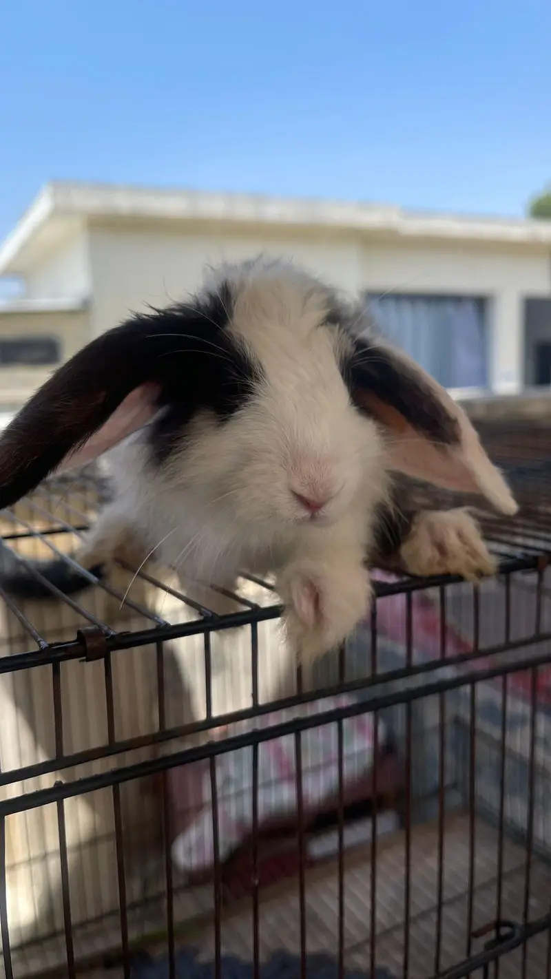 hooland loop male bunny for sale — photo 3
