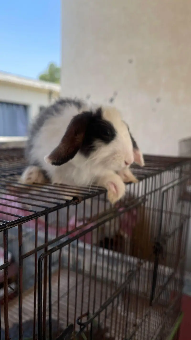 hooland loop male bunny for sale — photo 4