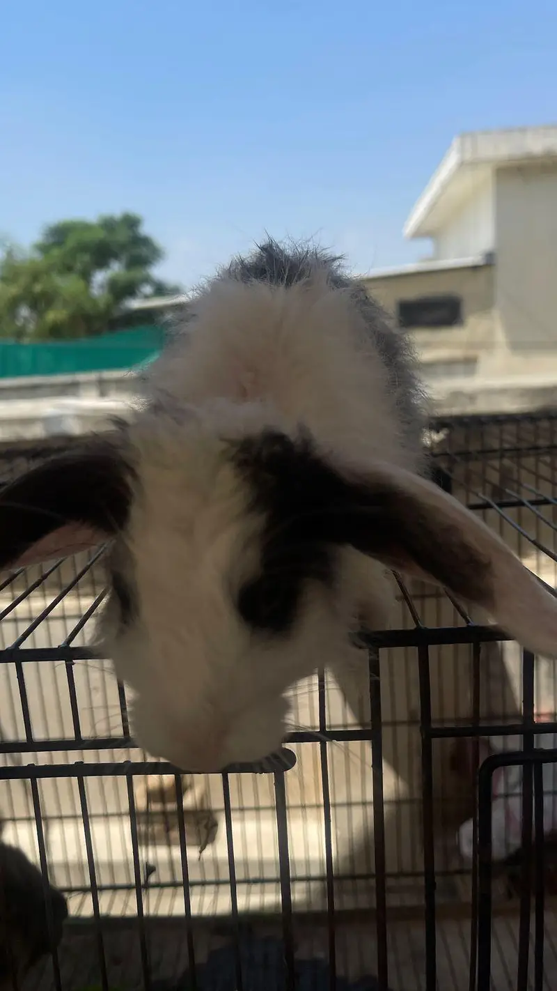 hooland loop male bunny for sale — photo 5