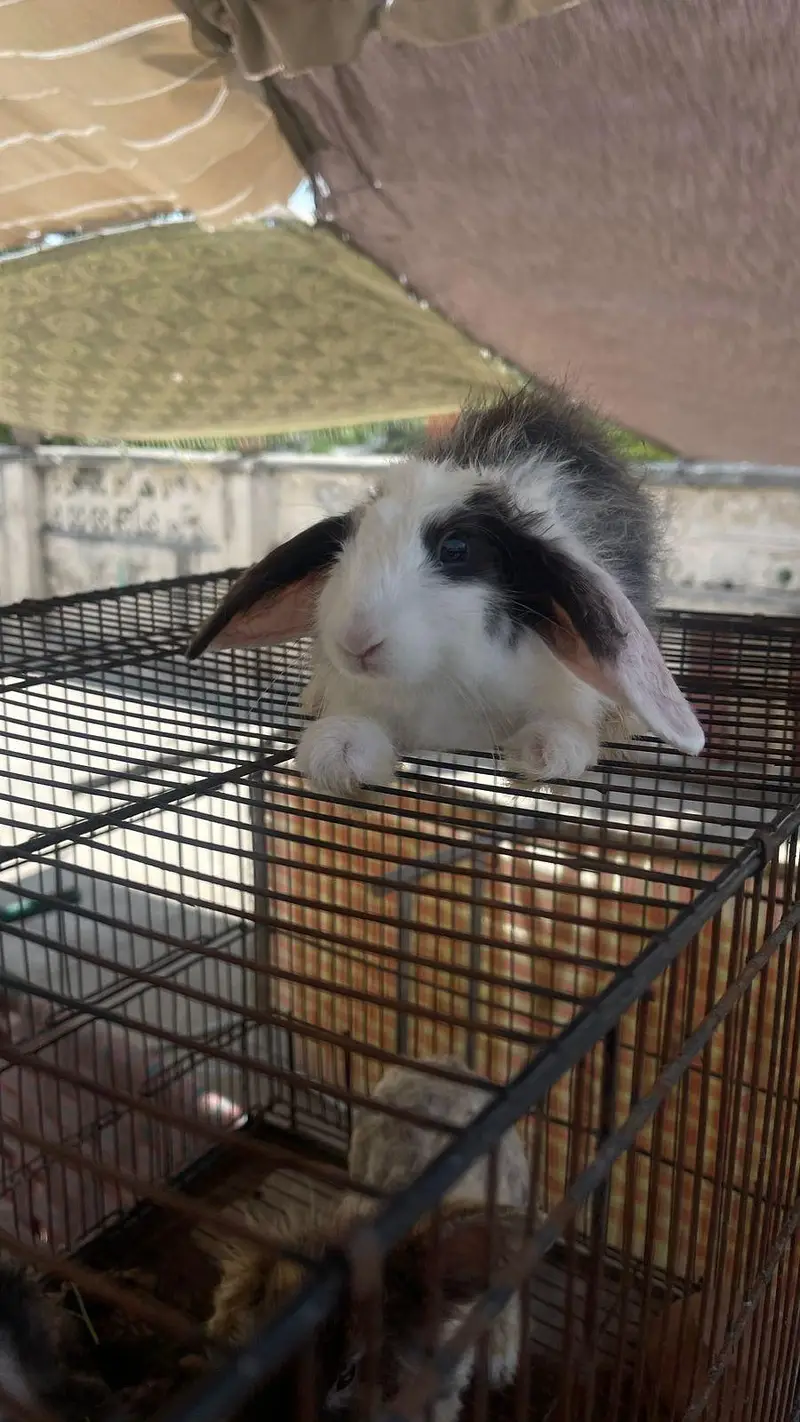 hooland loop male bunny for sale — photo 6