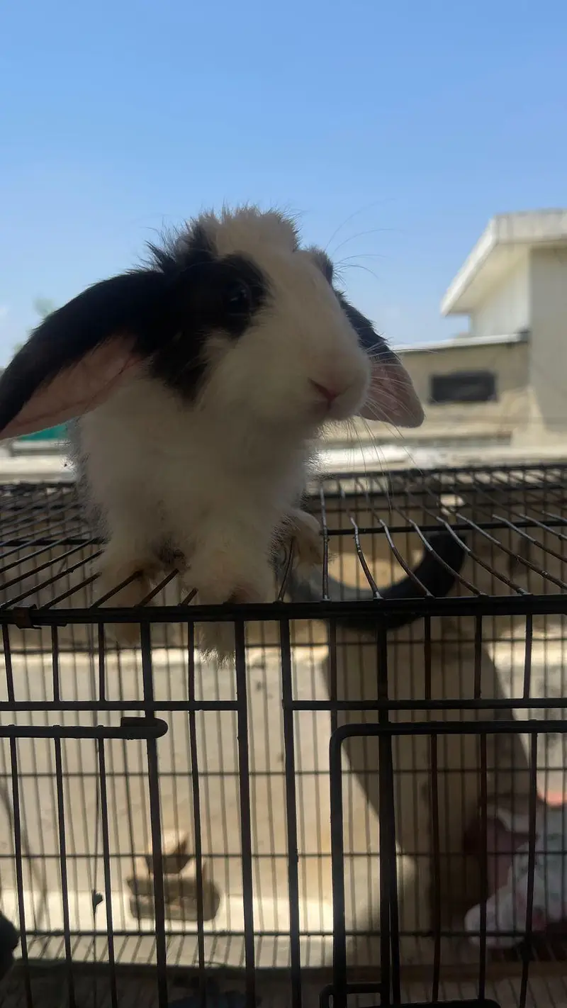 hooland loop male bunny for sale — photo 7