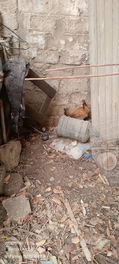 Aseel hen with 4 aseel chicks