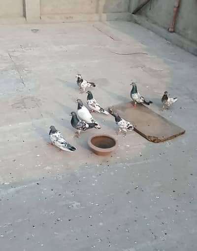 per piece Breader pigeon. Urgent for sale.