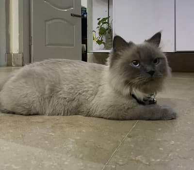 Selling persian cat