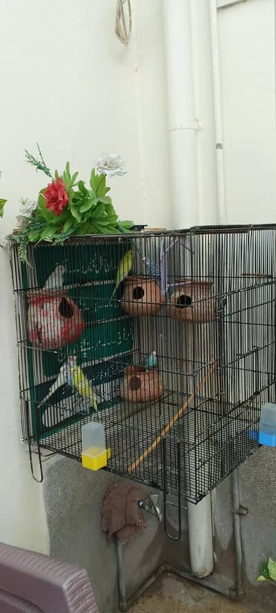 Australian parrots with cage
