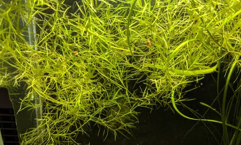 live Guppy grass |Healthy and Green aquarium plant