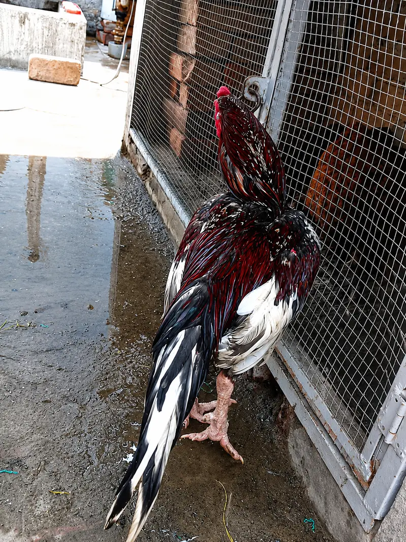 “1 Aseel Murga for Sale – Layyah City” — photo 3