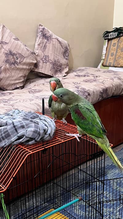 Raw parrots