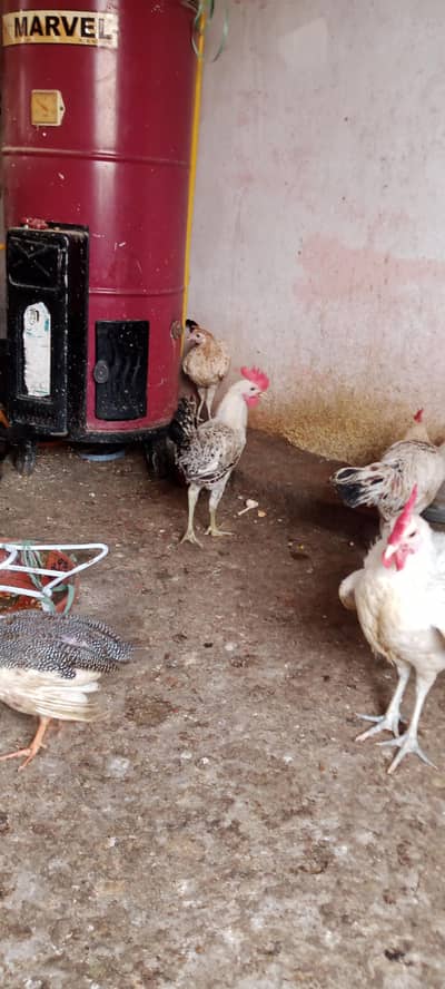ghar k pale huwe desi murgh 6 month age 6 murgh