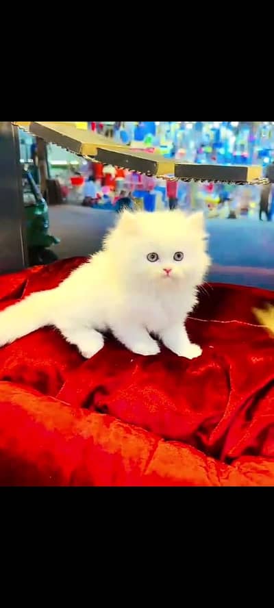 Persian cat for sale go watsap) 03*/46*/46*/45*/653