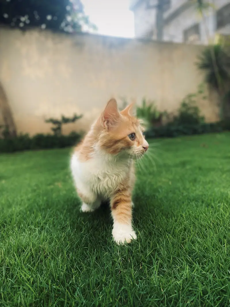 Persian Kitten For Sale — photo 2