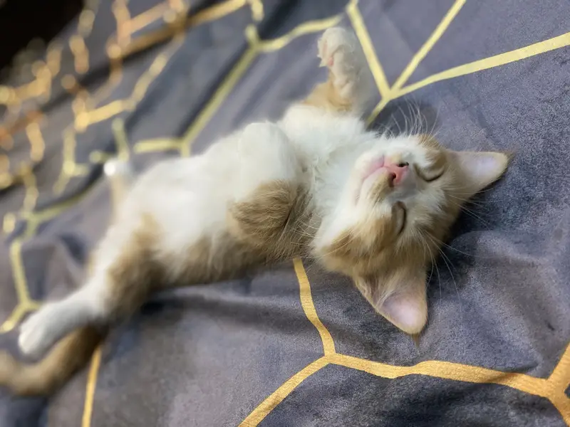Persian Kitten For Sale — photo 3