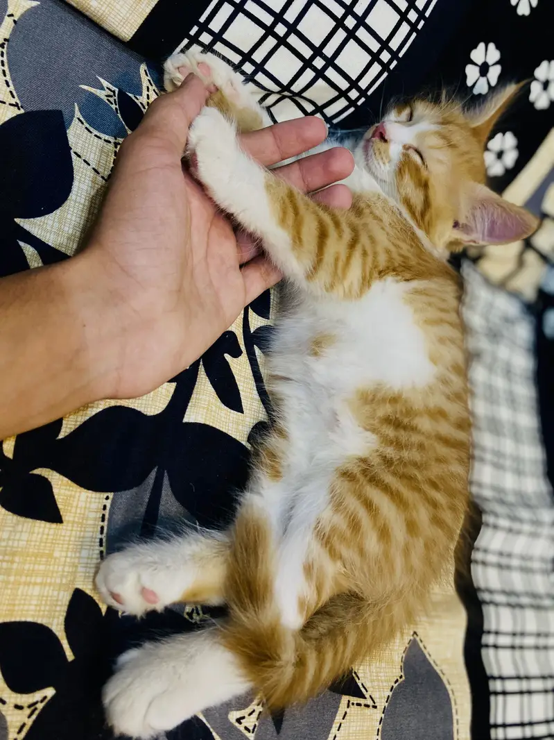 Persian Kitten For Sale — photo 4