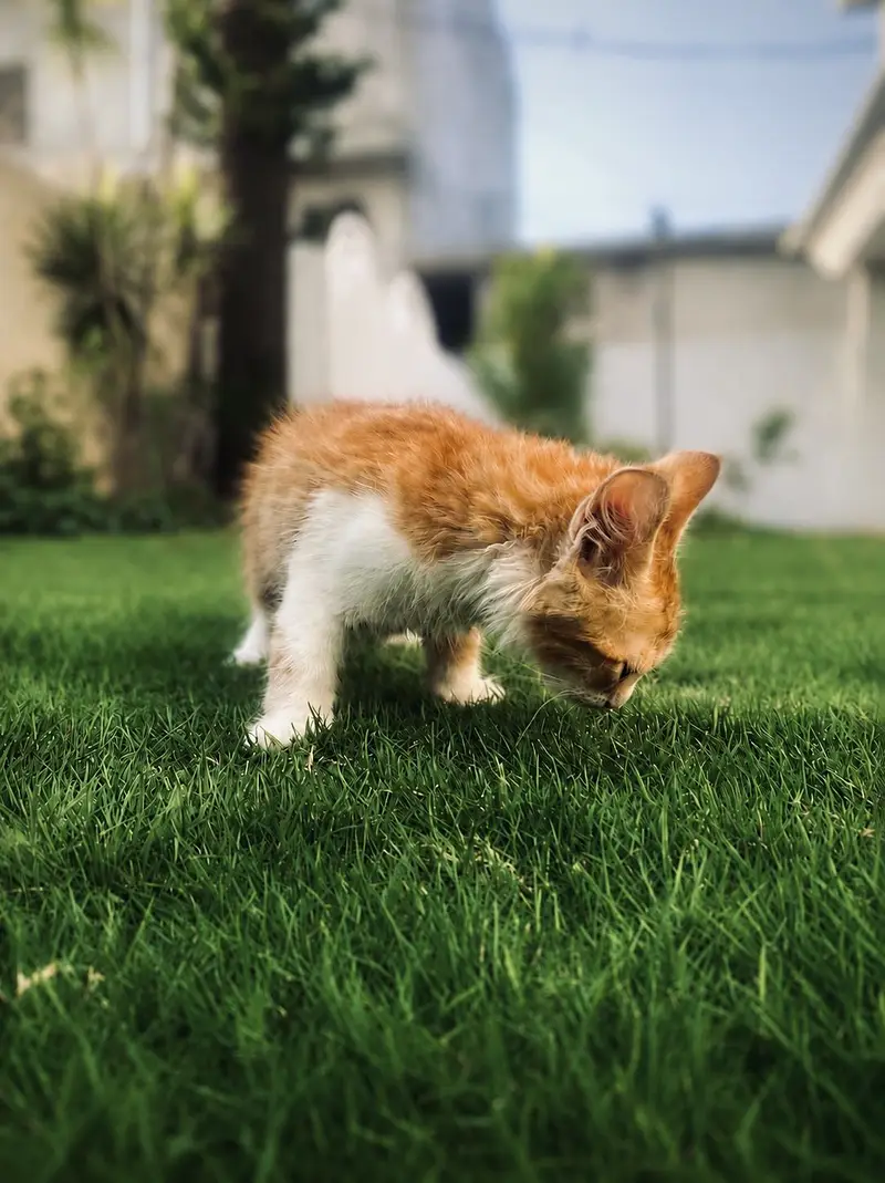 Persian Kitten For Sale — photo 5