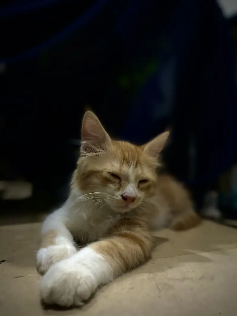 Persian Kitten For Sale — photo 6