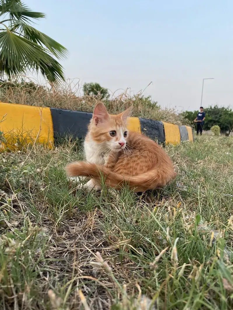 Persian Kitten For Sale — photo 7
