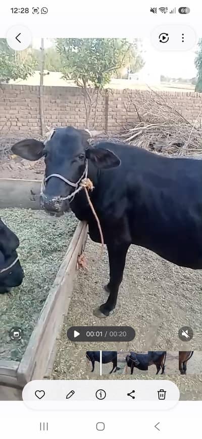 saihwal cow 03056100097
