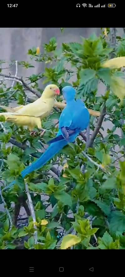 blue. yallo parrot
