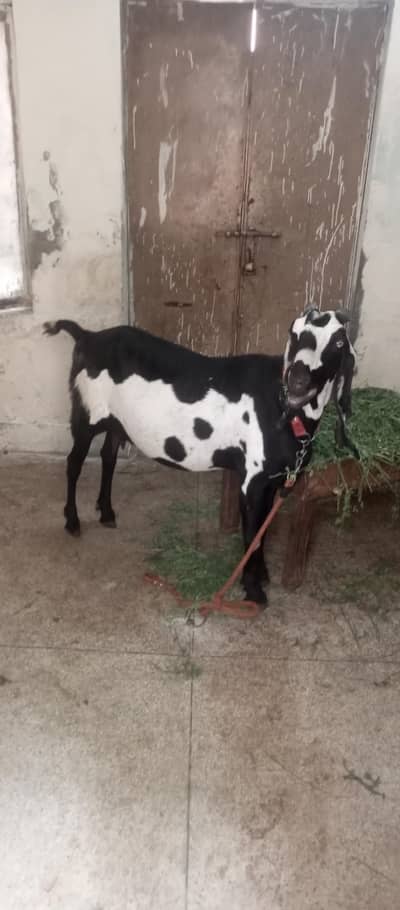pure ambersari bakri 25 din layti ha
