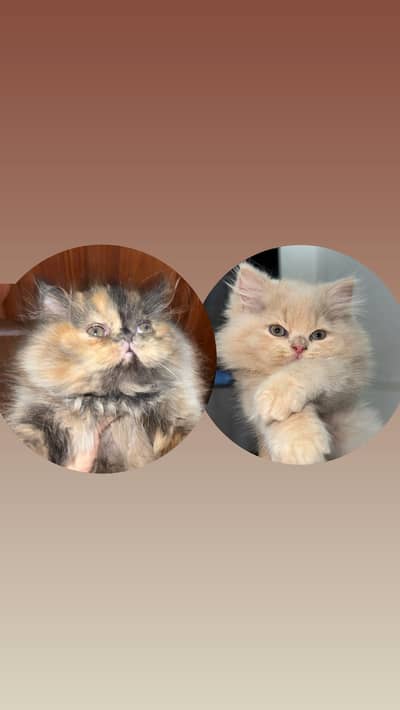1.5 Month oldPersian triple coat kitten pair Black female&Fawn male