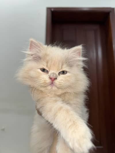 1.5 Month oldPersian triple coat kitten Fawn male