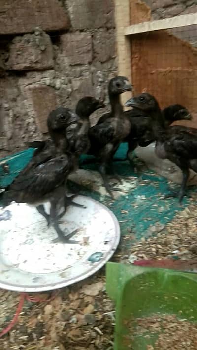 pure dragon chicks available black skin top quality