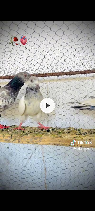 pakar k kabutr avilabel