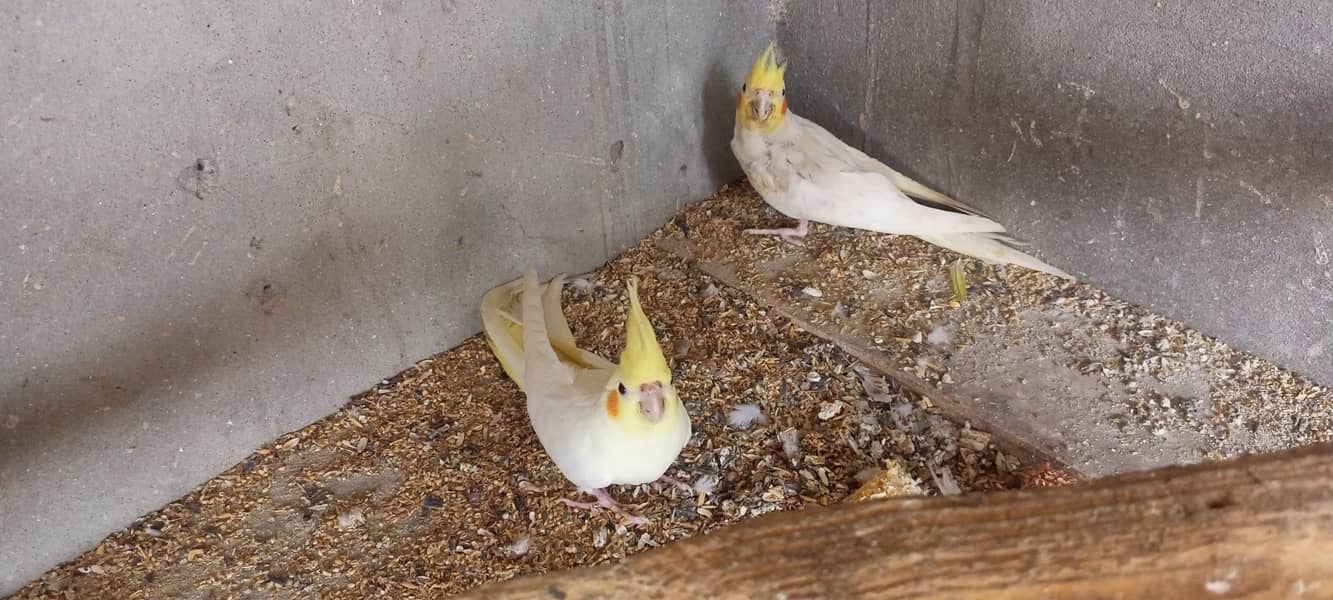 coman White pair 1