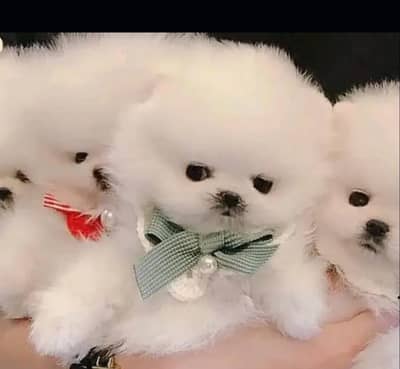 Pomeranian puppies 92@330*540*6115