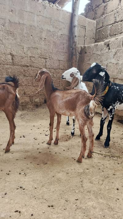 total 4 he urgent seel 3 Madi ek nar 4mont munasib pric me