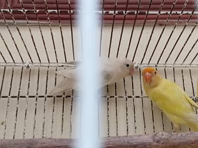 Albino black eyes female and cremino red eyes mail
