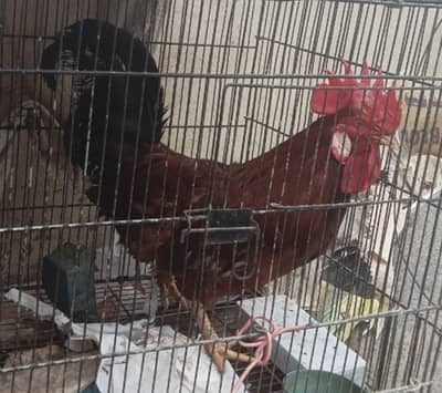 Dasi Hens 2 pairs