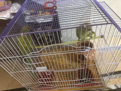 Healthy Green Parrot Pair – Cage Included