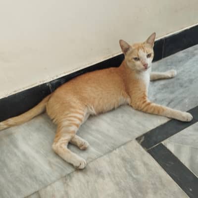 pet cat for sale