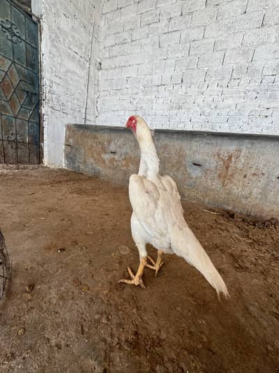 shamo female