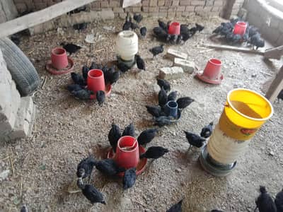 Australorp pure breed chicks of one month 80 % female and 20% male