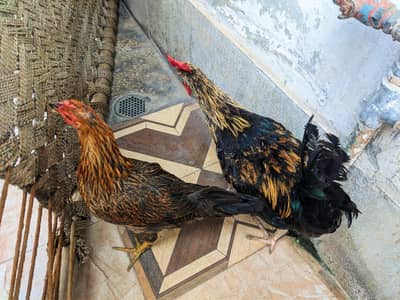 hens for sale