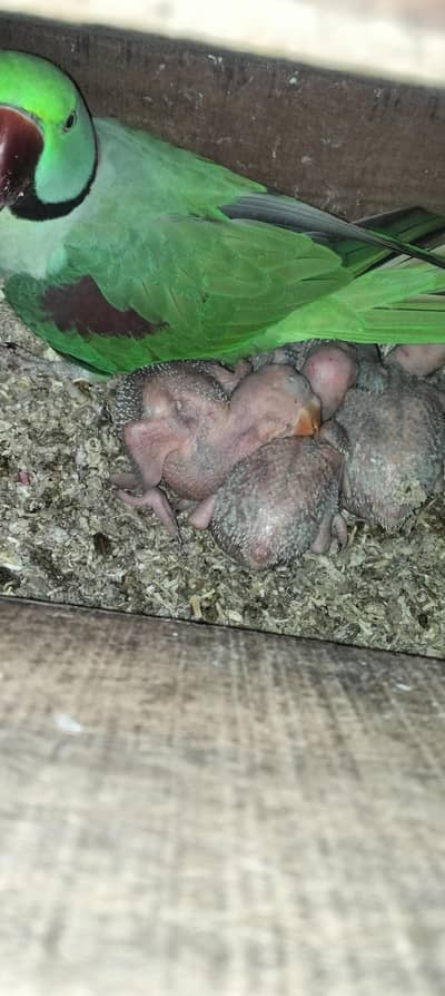 raw breeder pair ring neck pair