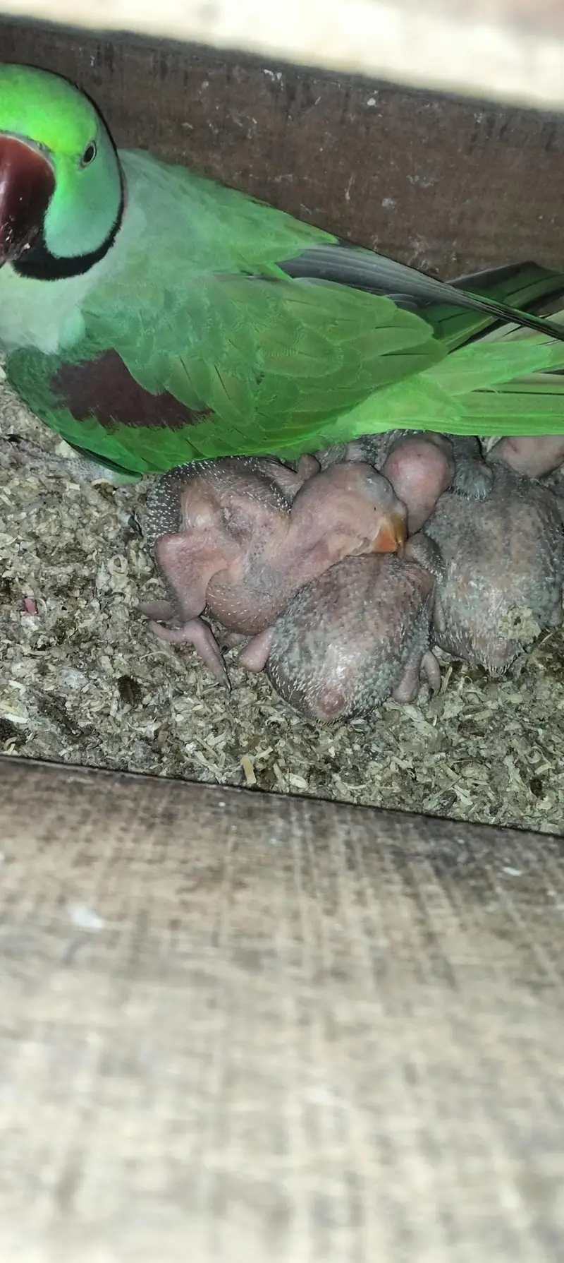 raw breeder pair ring neck pair